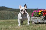 BOULEDOGUE FRANCAIS 333